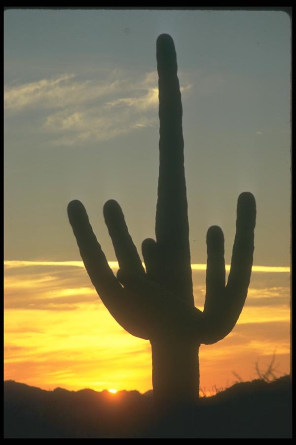 019088 Saguaro Cactus Late Afternoon A4 Photo Print