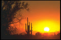 019090 Saguaro Cactus At Sunset A4 Photo Print