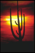 019092 Saguaro Cactus At Sunset A4 Photo Print