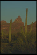 019093 Sagauro Cacti At Dusk A4 Photo Print