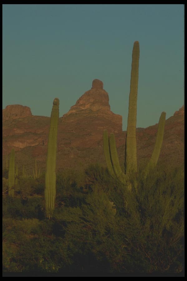 019093 Sagauro Cacti At Dusk A4 Photo Print