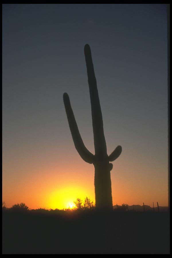 019094 Sunset Behind Saguaro Cactus A4 Photo Print