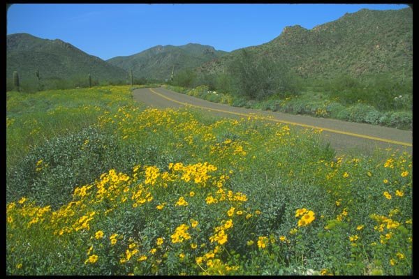 019096 Desert Highway A4 Photo Print