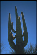 019097 Towering Saguaro Cactus A4 Photo Print