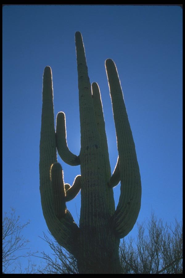 019097 Towering Saguaro Cactus A4 Photo Print