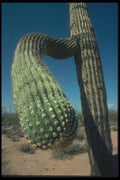 019099 Saguaro Cactus Arm A4 Photo Print