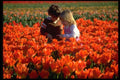 023011 Children In Tulip Field A4 Photo Print