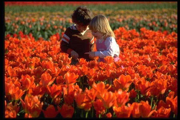 023011 Children In Tulip Field A4 Photo Print