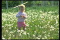 023017 Toddler In Dandelion Field A4 Photo Print