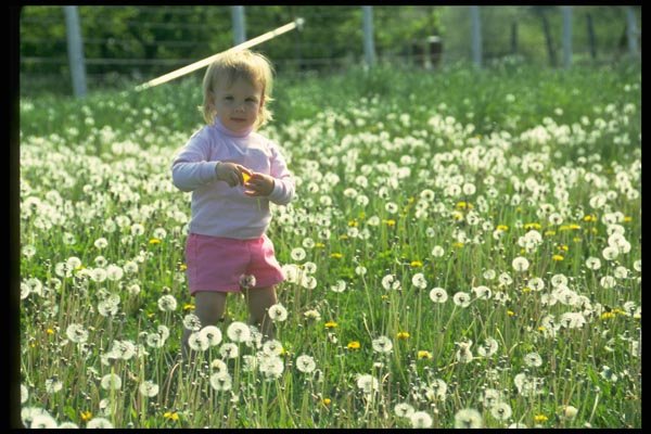 023017 Toddler In Dandelion Field A4 Photo Print