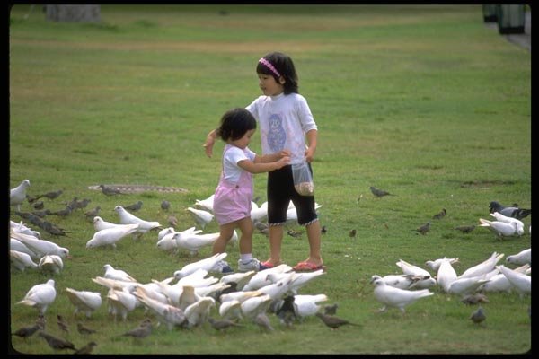 023024 Girls Feeding Pigeons A4 Photo Print