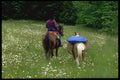 023063 Horse Packer In Daisy Field A4 Photo Print