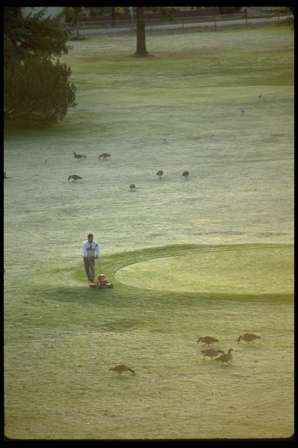 023068 Man Mowing Golf Course A4 Photo Print