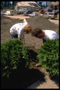 023079 Couple Planting Shrubs A4 Photo Print