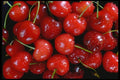 025001 Red Cherries A4 Photo Print