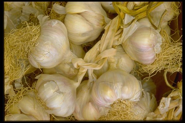 025003 Braid Of Garlic A4 Photo Print