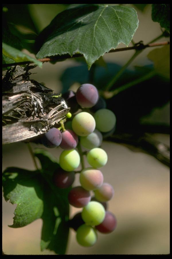 025004 Grapes Ripening On Vine A4 Photo Print