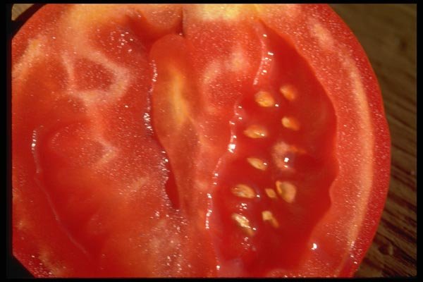 025005 Tomato Half A4 Photo Print