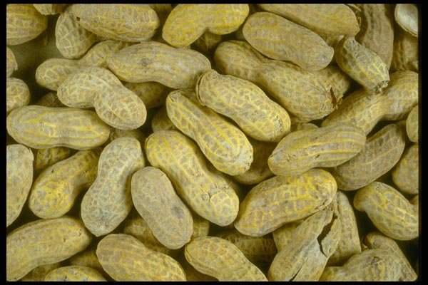 025014 Peanuts In Shell A4 Photo Print