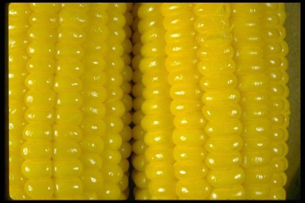 025015 Corn On The Cob Close Up  A4 Photo Print