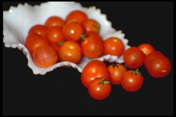 025018 Cherry Tomatoes A4 Photo Print