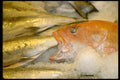 025020 Fish On Ice A4 Photo Print