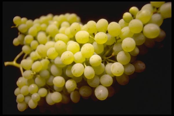 025021 Cluster Of Green Grapes A4 Photo Print