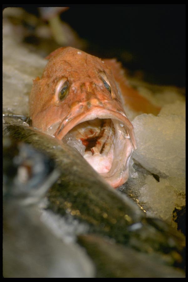 025023 Open mouthed Cod A4 Photo Print