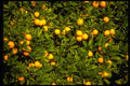 025024 Orange Trees A4 Photo Print