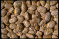 025028 Pinto Beans A4 Photo Print