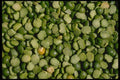 025030 Dried Split Peas A4 Photo Print
