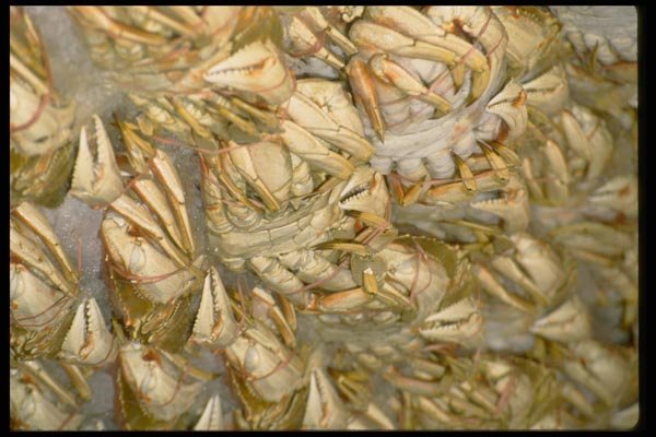 025031 Crabs On Ice A4 Photo Print