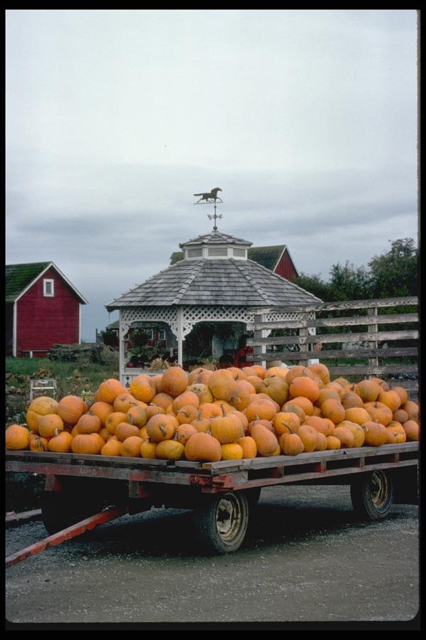 025035 Pumpkins On Wagon A4 Photo Print