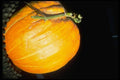 025036 Pumpkin With Vine A4 Photo Print