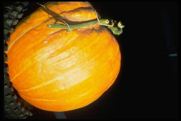 025036 Pumpkin With Vine A4 Photo Print