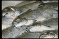 025037 Trout On Ice A4 Photo Print