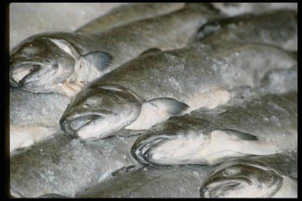 025037 Trout On Ice A4 Photo Print