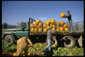 025039 Loading Pumpkins On Truck A4 Photo Print
