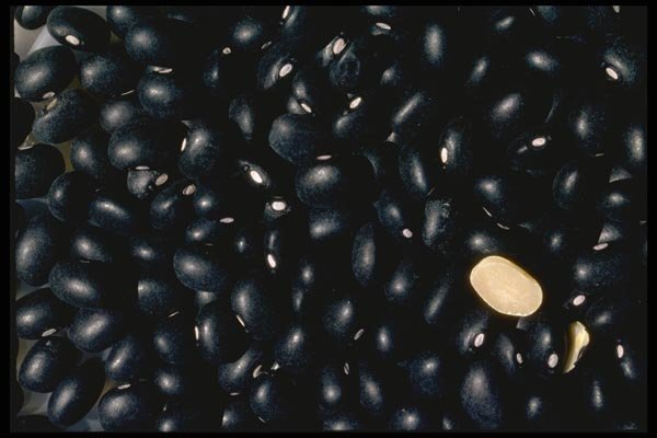 025042 Black Beans A4 Photo Print