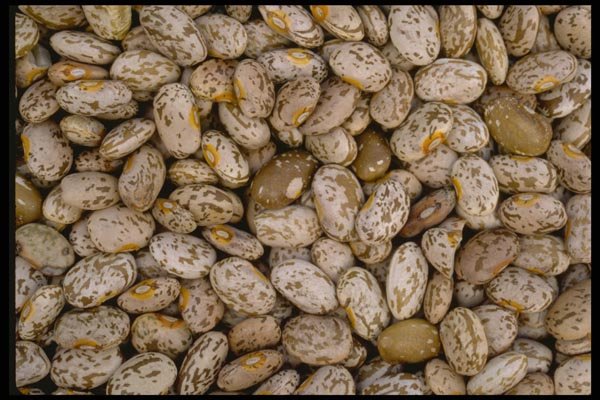 025044 Speckled Dried Beans A4 Photo Print