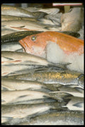 025046 Trout And Cod On Ice A4 Photo Print