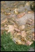 025049 Scallops In Shell A4 Photo Print
