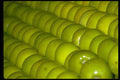 025050 Green Apples A4 Photo Print