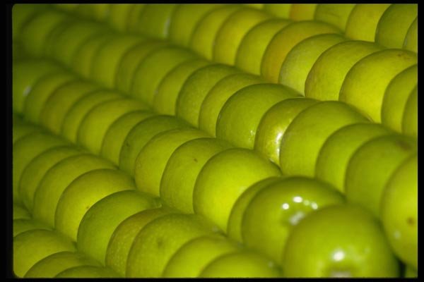 025050 Green Apples A4 Photo Print