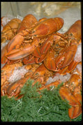 025051 Red Lobsters On Ice A4 Photo Print