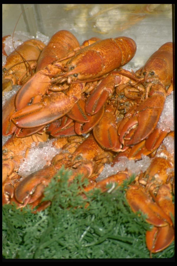 025051 Red Lobsters On Ice A4 Photo Print