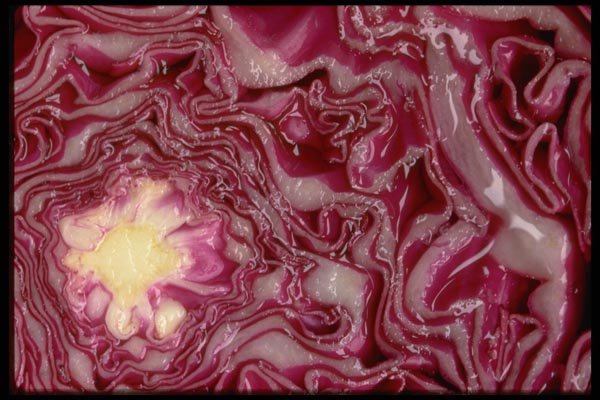 025059 Cut Purple Cabbage A4 Photo Print