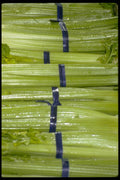 025061 Banded Celery A4 Photo Print