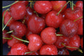 025062 Red Cherries Close Up  A4 Photo Print