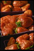 025063 Boxes Of Strawberries A4 Photo Print